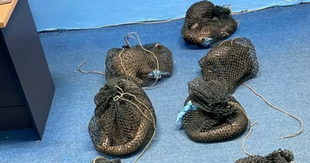 Wildlife smuggling network exposed after Filipino arrested with pangolins and elephant tusk in Sabah