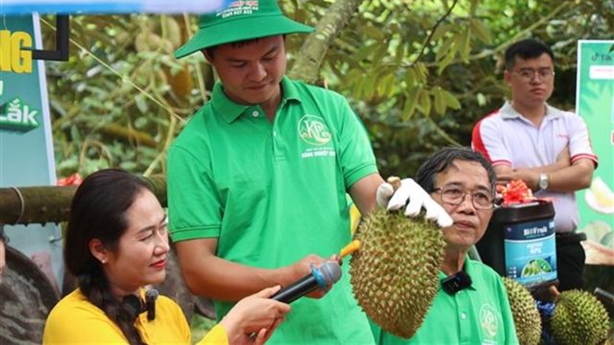Vietnam's Durian Boom Strained by Certification System Weaknesses