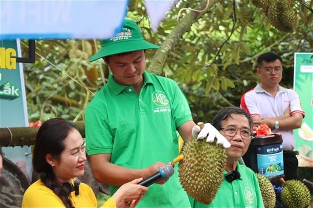 Vietnam's Durian Boom Strained by Certification System Weaknesses
