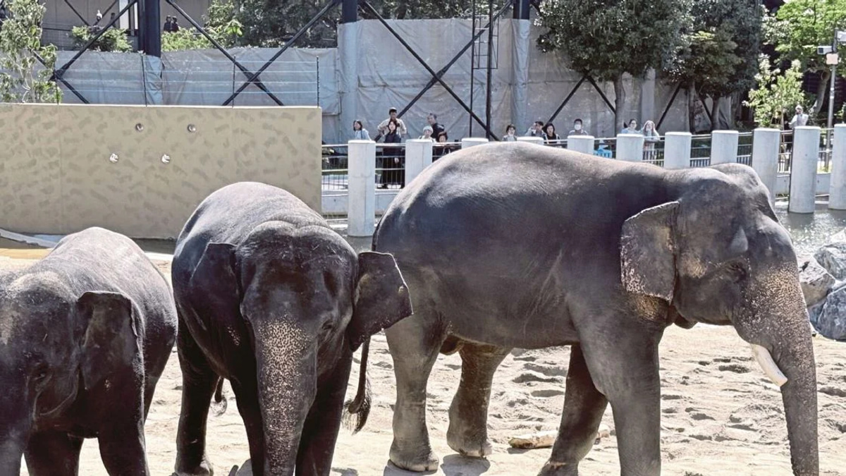 Anti-corruption body investigates Zoo Taiping elephant transfer to Japan