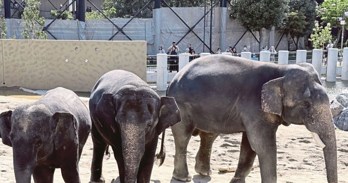 Anti-corruption body investigates Zoo Taiping elephant transfer to Japan