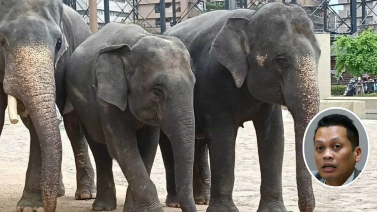 Nik Nazmi Dismisses Claims of Involvement in RM53 Million Elephant Deal Controversy