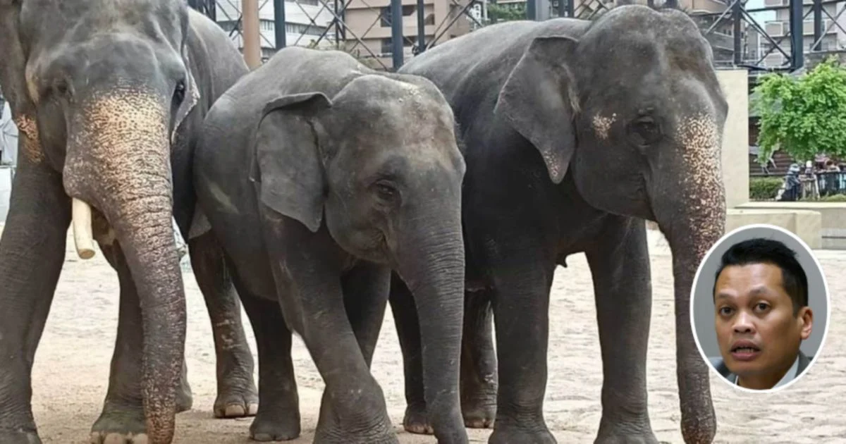 Nik Nazmi Dismisses Claims of Involvement in RM53 Million Elephant Deal Controversy