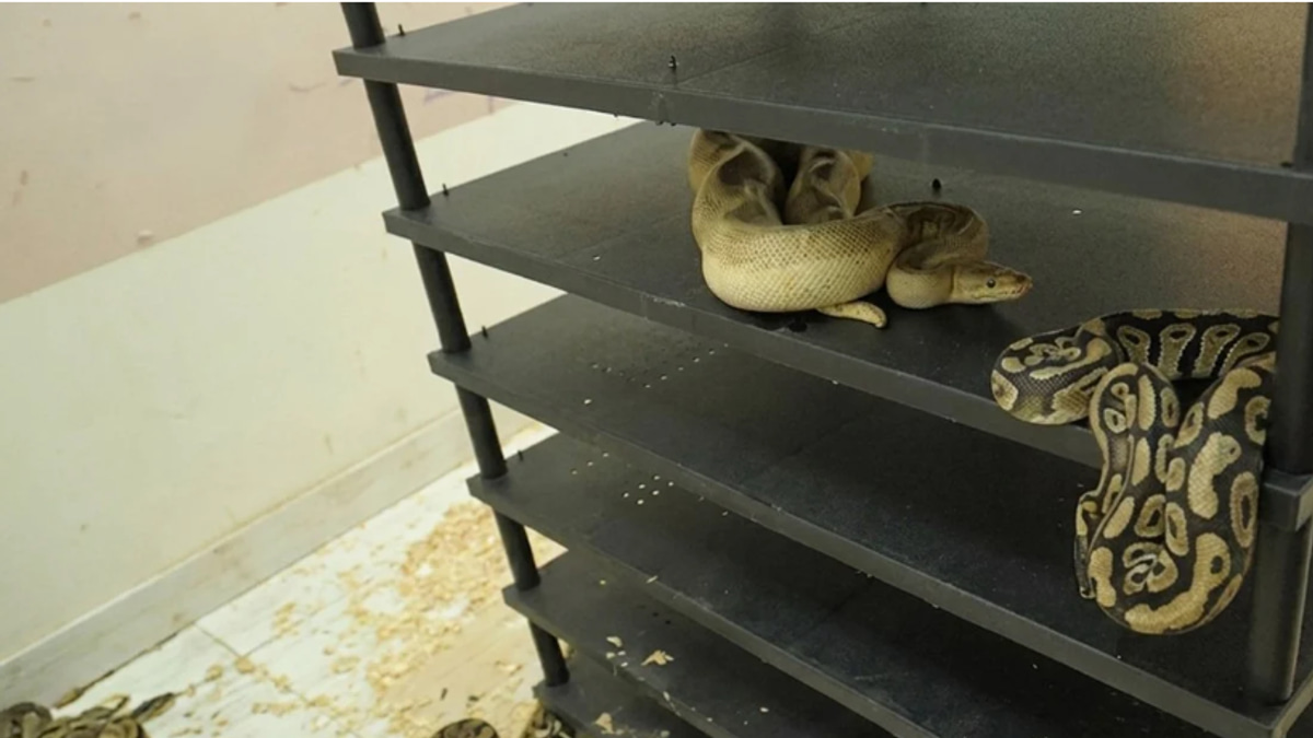 Chinese Man Jailed for Illegal Python Breeding Operation Exposed by Unusually High Electricity Bill