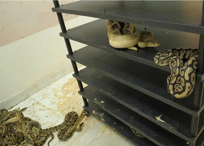 Chinese Man Jailed for Illegal Python Breeding Operation Exposed by Unusually High Electricity Bill