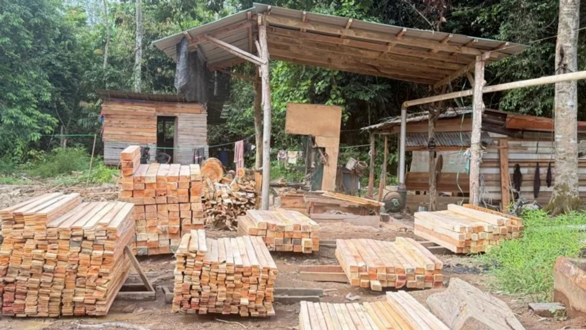 Illegal Sawmill Crackdown Yields Five Arrests and RM1.69 Million Seizure in Kelantan