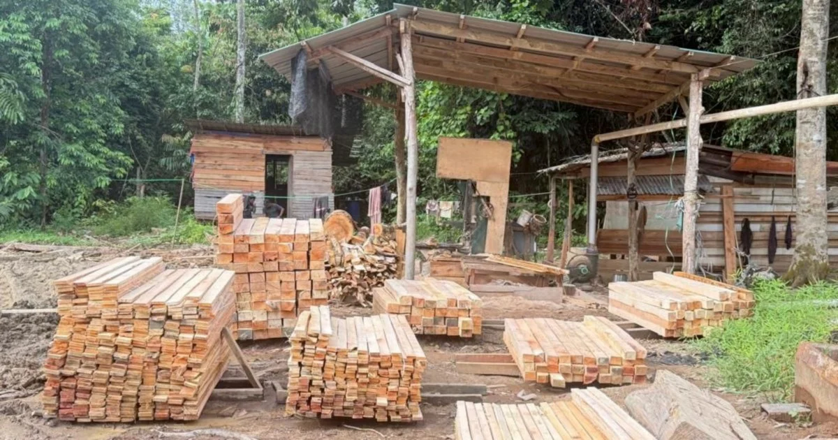 Illegal Sawmill Crackdown Yields Five Arrests and RM1.69 Million Seizure in Kelantan