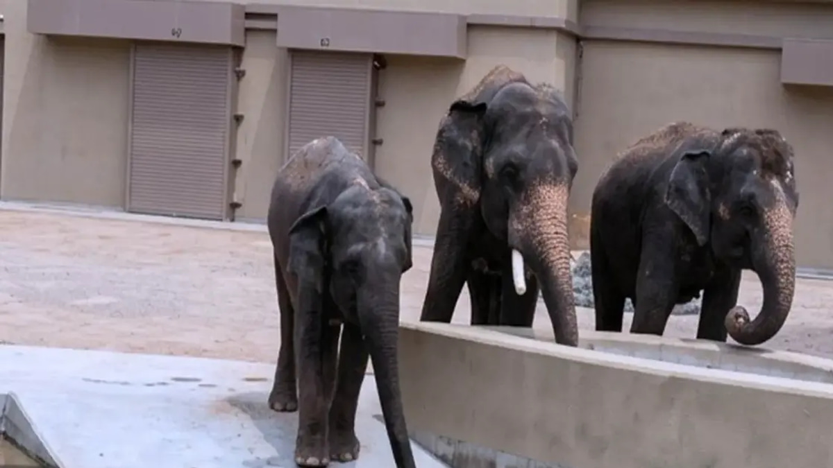 NGO Alleges RM50 Million Diverted in Elephant Export Deal to Japan