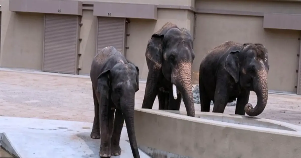 NGO Alleges RM50 Million Diverted in Elephant Export Deal to Japan