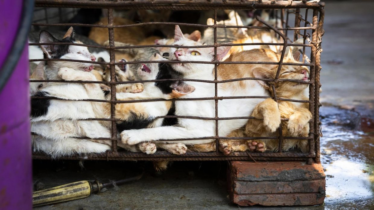 Superstition and tradition fuel brutal cat meat trade across Indochina despite public opposition