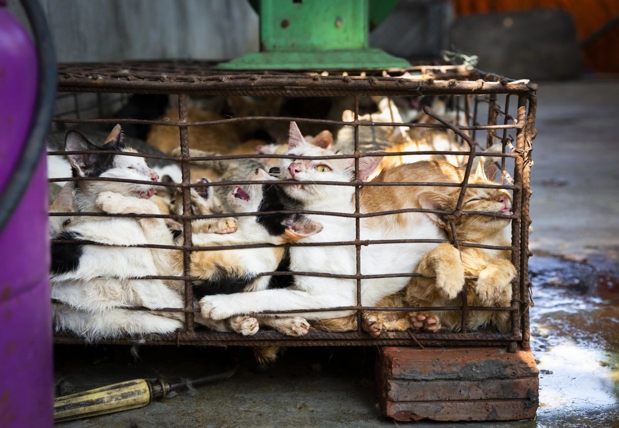 Superstition and tradition fuel brutal cat meat trade across Indochina despite public opposition