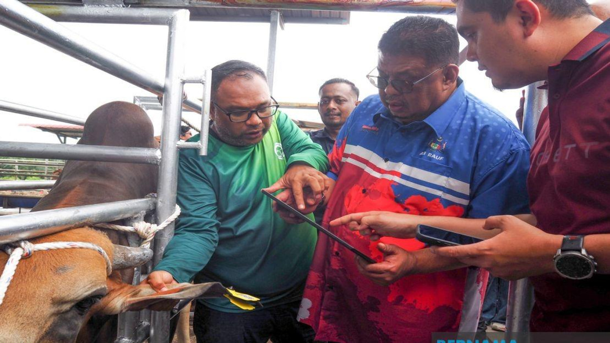 Melaka Deploys QR Tag System to Combat Stray Livestock Crisis and Boost Farm Management