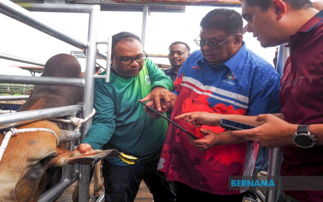 Melaka Deploys QR Tag System to Combat Stray Livestock Crisis and Boost Farm Management