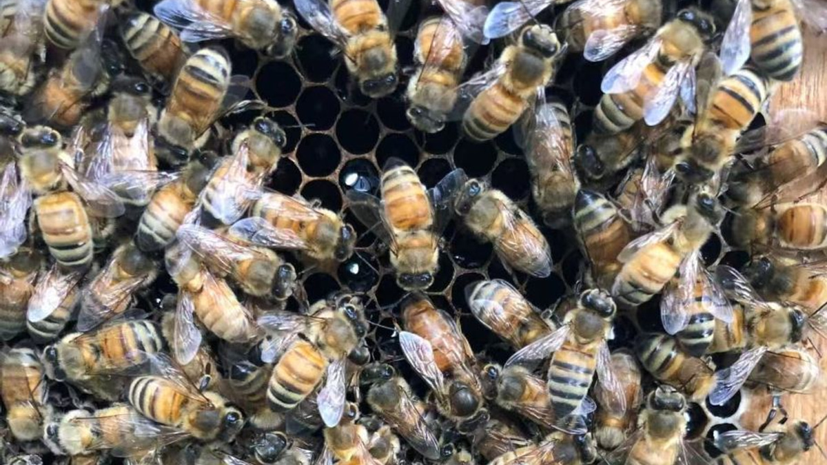 Beyond Royal Jelly: How Honeybee Workers Engineer Queens Through Wax Architecture