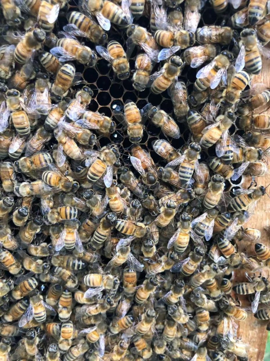 Beyond Royal Jelly: How Honeybee Workers Engineer Queens Through Wax Architecture