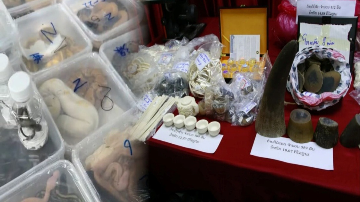 Laos Dismantles Major Wildlife Trafficking Operation, Rescues Nearly 300 Animals