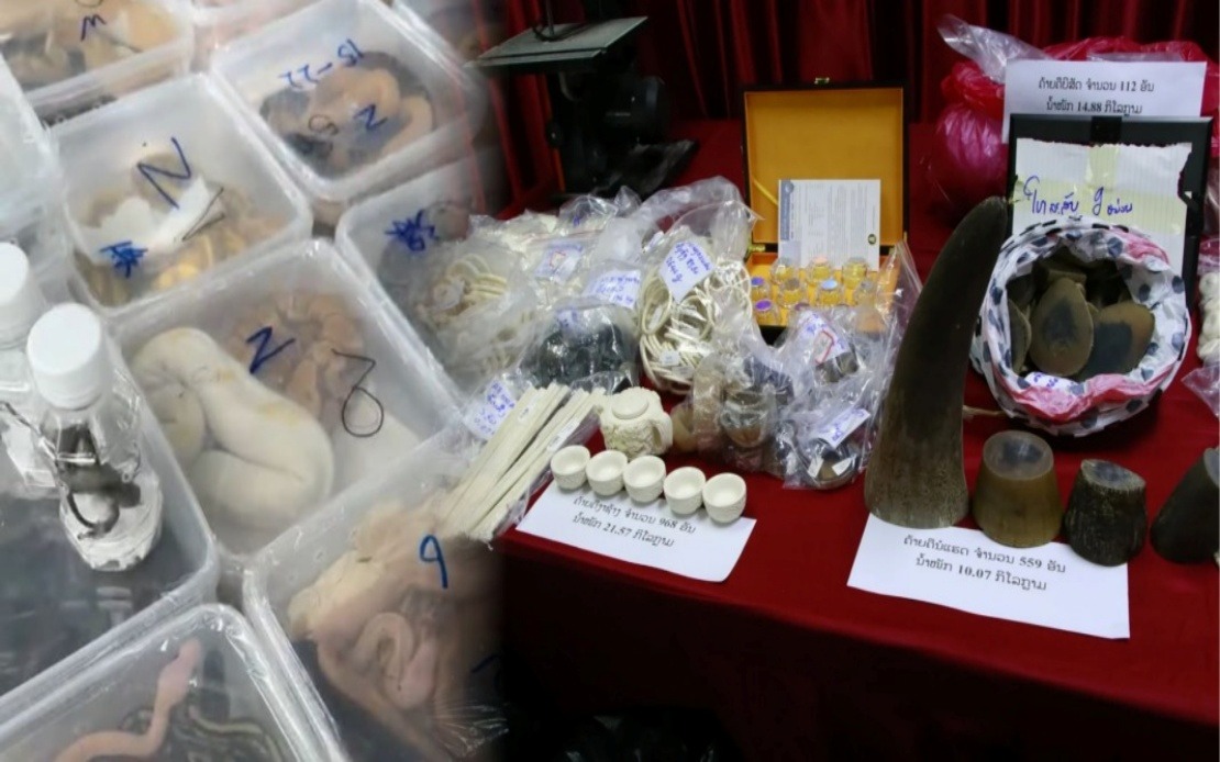Laos Dismantles Major Wildlife Trafficking Operation, Rescues Nearly 300 Animals