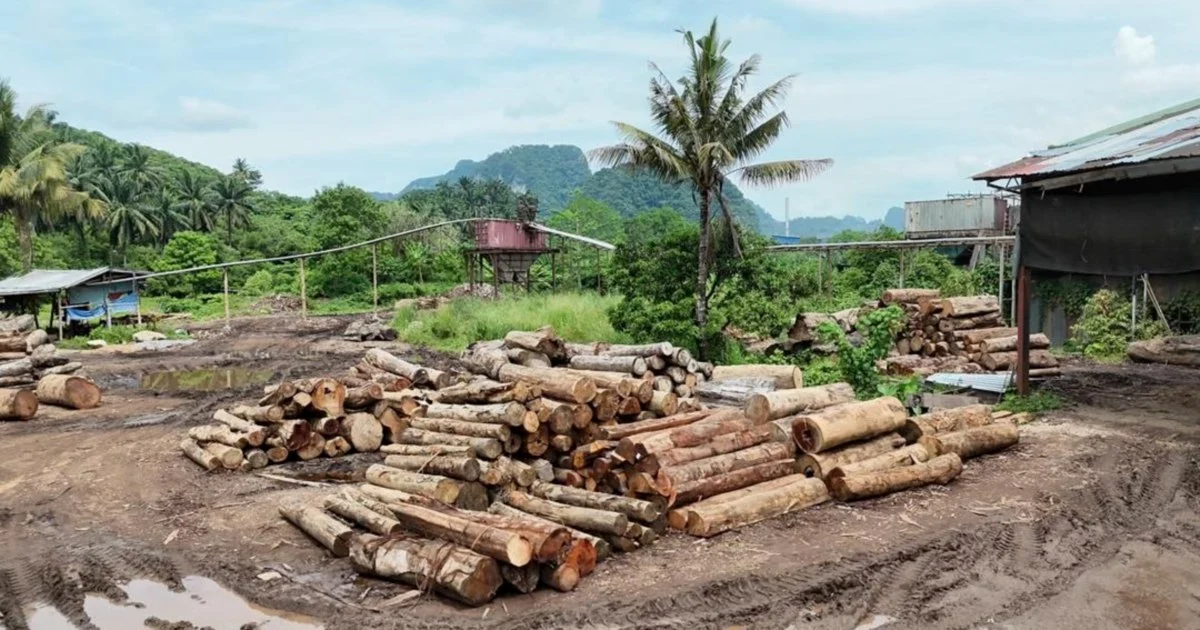 GOF Detains 11 Suspects, Seizes RM2.43mil in Timber During Kelantan and Terengganu Operations